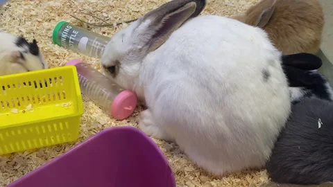 Pet Shop, white rabbit drinking water 스톡 동영상 300208071