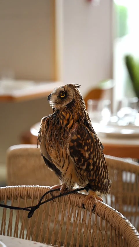 Pet short-eared owl with bright yellow eyes. Cool pet bird closeup. Stock Footage 338052808