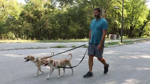 Pet sitter with two dogs Stock Footage 282189327