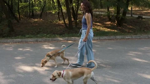 Pet sitter walking two dogs Video stock 282176252
