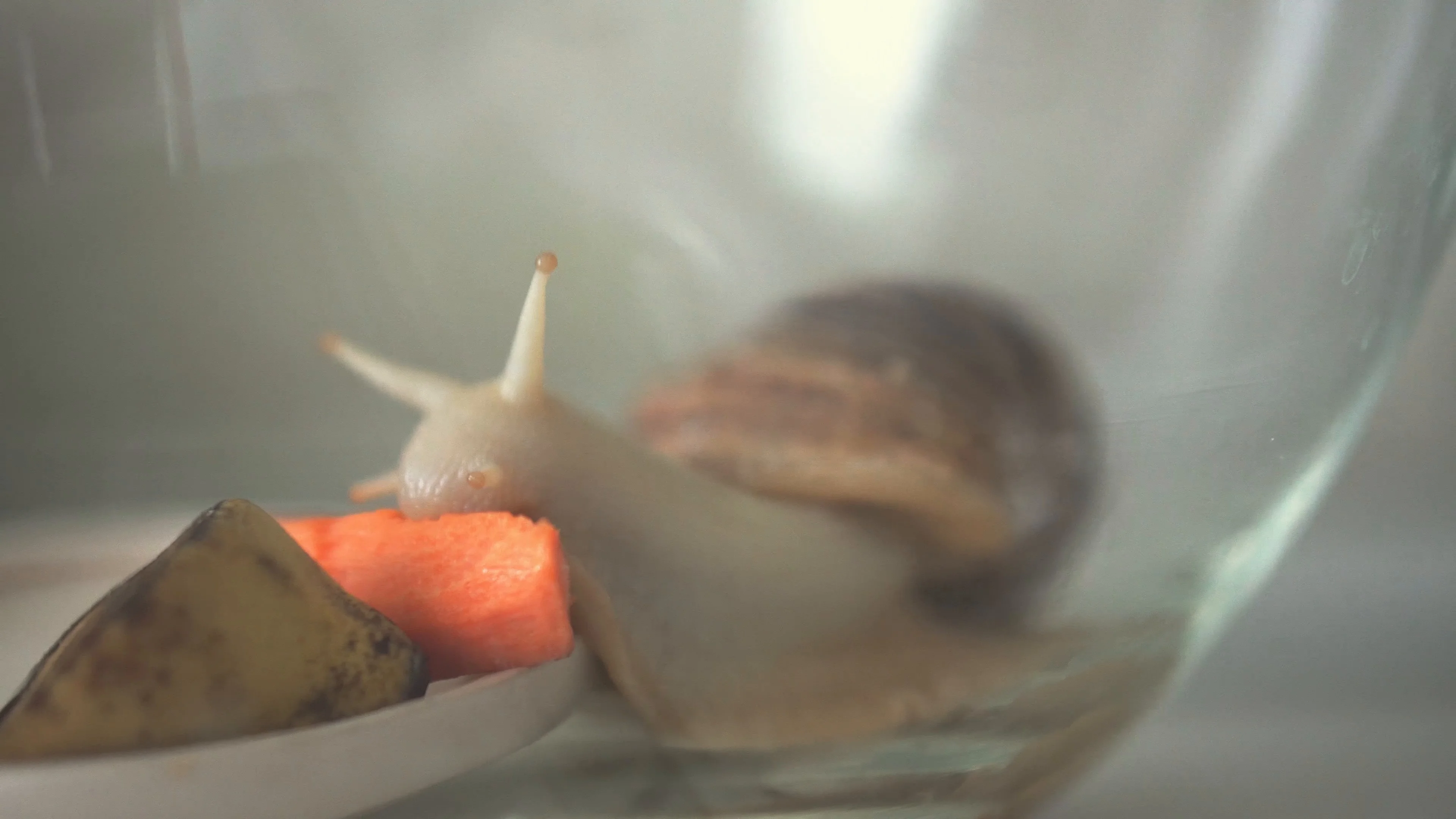 Pet snail Achatina eating carrots in aquarium