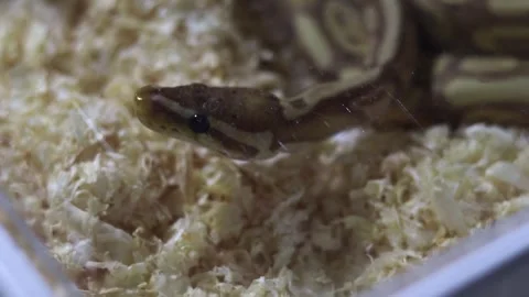 Pet snake in a box for sale Stock Footage 252599084