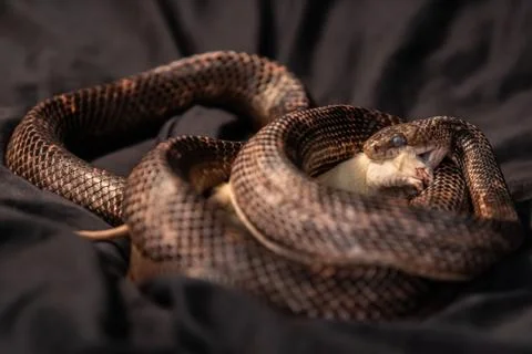 Pet Snake eats white rat in indoor studio Stock Photos