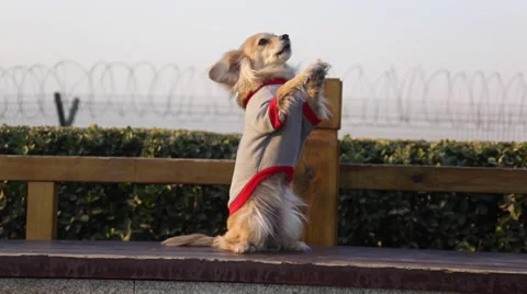Pet standing and speaking Stock Footage 37237347