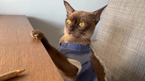 Pet sterilization concept. Adorable kitty portrait in special suit bandage re Stock Footage 302377089
