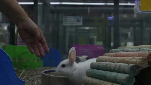Pet store bunny rabbit sniffing hand cute child fluffy small animal 4K Stock Footage 218219906