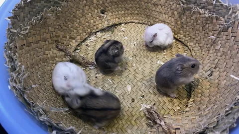 Pet store, five white and black Chinchilla in a bamboo basket Stock Footage 300208109
