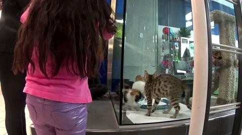 A pet store with people surrounding inside shopping mall 動画素材 52268210