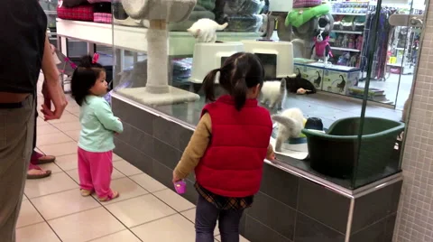 A pet store with people surrounding inside shopping mall Stock Footage 55666353