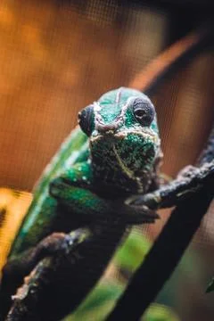 Pet store Stock Photos