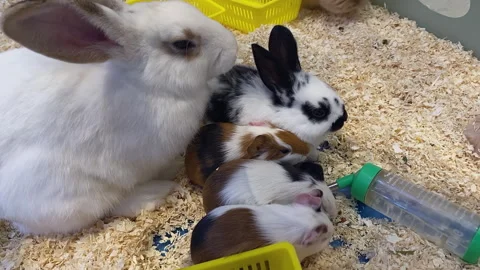 Pet store, rabbit and guinea pig drinking water Video stock 300207677