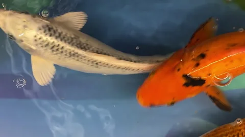 Pet store, red and white koi 스톡 동영상 300208207