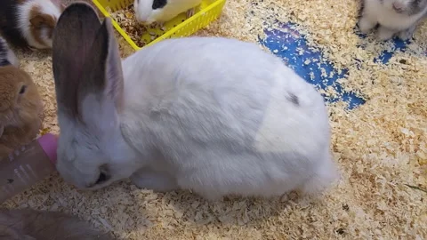 Pet store, white rabbit drinking water Stock Footage 300208378