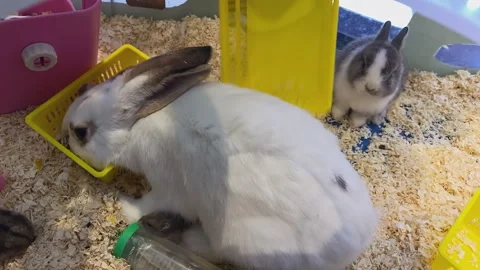 Pet store, white rabbit eating Stock Footage 300208480