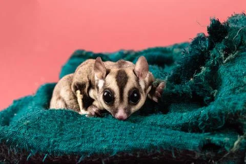 Pet sugar gliders Foto stock