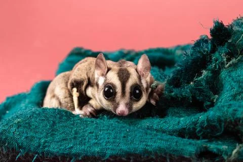 Pet sugar gliders Stock Photos
