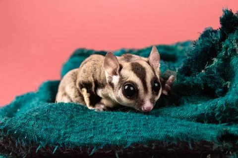 Pet sugar gliders 스톡 사진