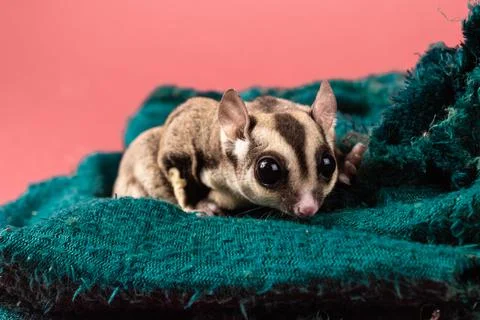 Pet sugar gliders Foto stock