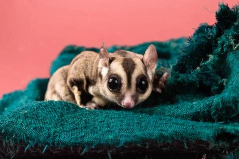 Pet sugar gliders 스톡 사진
