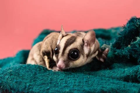 Pet sugar gliders 스톡 사진