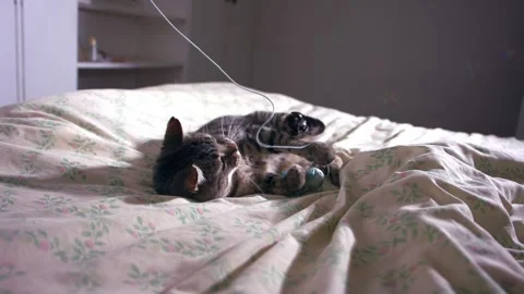 Pet tabby cat on bed playing with toy Stock Footage 346604879