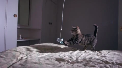 Pet tabby cat on bed playing with toy Stock-Footage 347159846