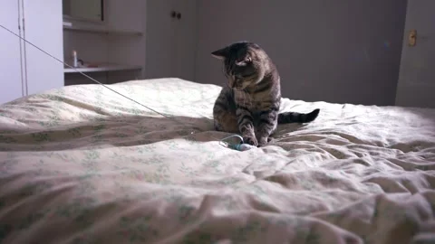 Pet tabby cat on bed playing with toy 스톡 동영상 347671715