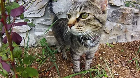 Pet Tabby Cat Outside Home Looking at Camera 스톡 동영상 33647634