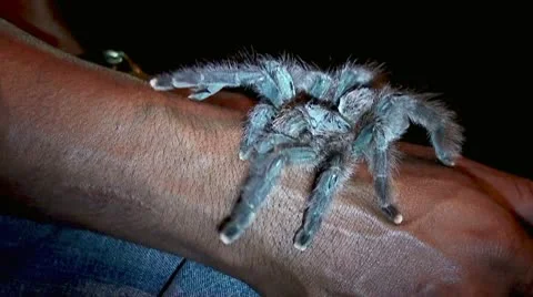 Pet Tarantula Stock Footage 10793325
