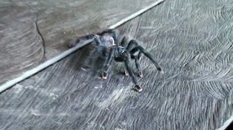 Pet Tarantula Stock Footage