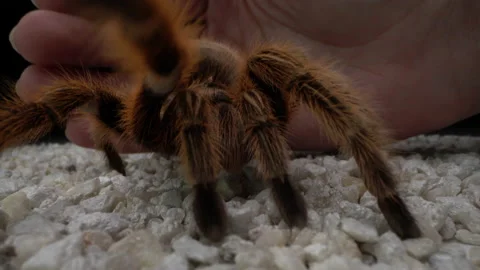 Pet Tarantula Macro Walking Hand in Shot Stock Footage 137568514
