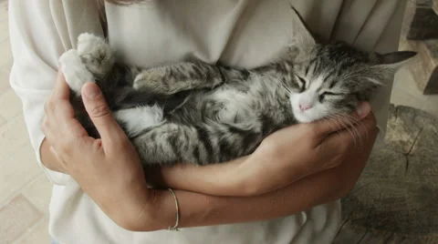 Pet therapy, kitten in the arm of a young woman Stock Footage 40385423