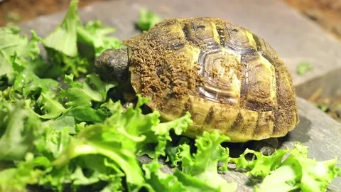 Pet Tortoise eating Stock Footage 178422624