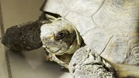 Pet tortoise resting head on floor close up Vídeos de archivo 333661225