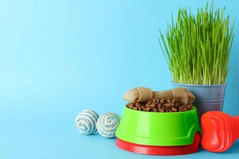 Pet toys, bowls and wheatgrass on light blue background, space for text Stock Photos