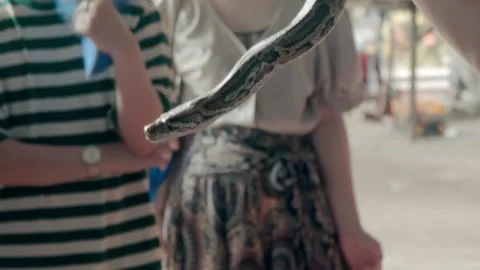 A pet trainer is holding a beautiful dark patterned skin python snake Stockbeeldmateriaal 333311989