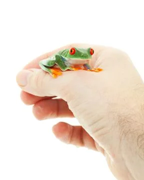 Pet tree frog Stock Photos