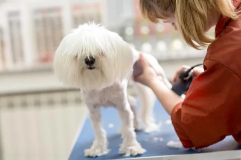 Pet trimming Stock Photos