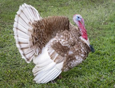 A pet turkey Stock Photos