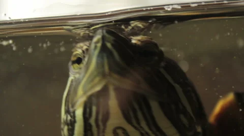 Pet Turtle Curiously Looks Through Aquarium Glass Stock Footage 58226380