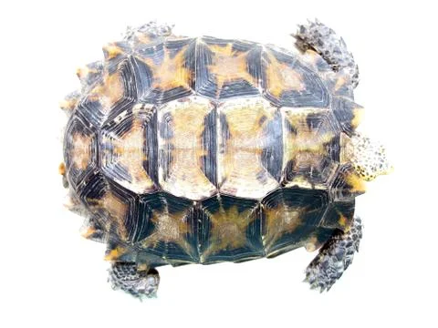 Pet turtle impressa impressed tortoise Foto stock