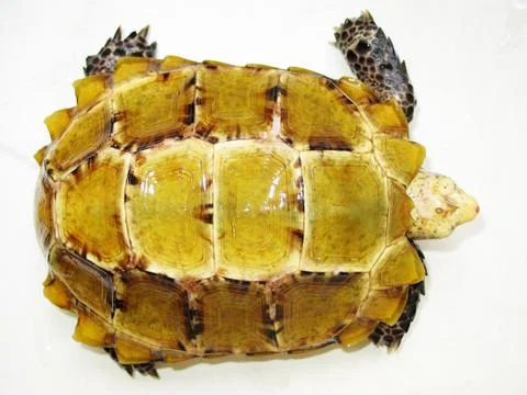 Pet turtle impressa impressed tortoise Foto stock