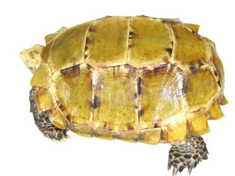 Pet turtle impressa impressed tortoise Stock Photos