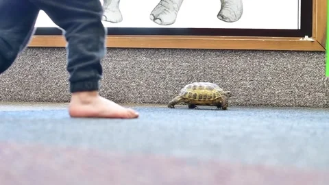 Pet turtle moving on the floor with a small kid watching over him Stock Footage 268999906