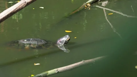 Pet turtle red-eared slider(Trachemys scripta elegans) Stock Footage 219601713