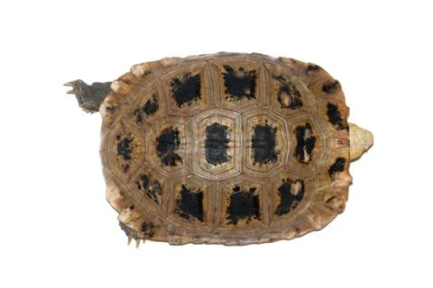 Pet turtle tortoise Foto stock