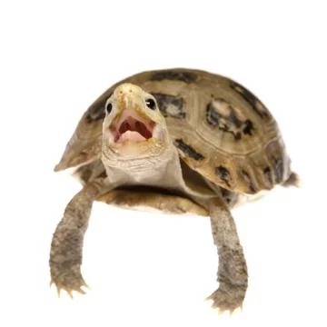 Pet turtle tortoise Foto stock