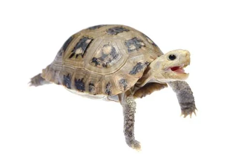 Pet turtle tortoise Stock Photos