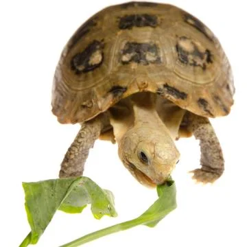Pet turtle tortoise Stock Photos