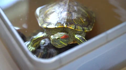 Pet turtoises moving inside a aquatic box, looking up to the camera Stock Footage 220419040